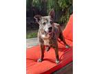 Adopt Noah a Brindle Australian Cattle Dog / Mixed dog in Paso Robles