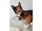 Adopt Diana 3871 a Domestic Shorthair / Mixed cat in Vista, CA (37718746)