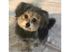 Adopt Wally a Gray/Silver/Salt & Pepper - with Black Poodle (Miniature) / Mixed