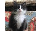 Adopt Lainey a All Black Domestic Mediumhair / Mixed cat in Gainesville