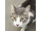 Adopt Diamond a Gray or Blue Domestic Shorthair / Mixed cat in Middletown