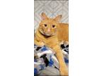 Adopt Carter a Orange or Red Tabby Domestic Mediumhair (medium coat) cat in
