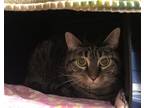 Adopt Tilly a Domestic Shorthair / Mixed cat in Sherwood, OR (37718788)