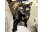 Adopt Rin a All Black Domestic Shorthair / Domestic Shorthair / Mixed cat in
