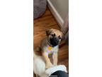Adopt Bruno a Black Newfoundland / Mixed dog in Columbia, SC (37718613)