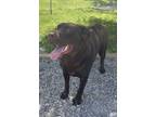 Adopt Hershey a Brown/Chocolate Labrador Retriever / Mixed dog in Shohola