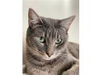 Adopt GRAY - Offered by Owner - Young male a Gray, Blue or Silver Tabby Domestic