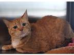 Adopt Gilbert a Orange or Red Domestic Shorthair / Domestic Shorthair / Mixed