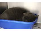 Adopt Stray 112 a Gray or Blue Domestic Longhair / Domestic Shorthair / Mixed