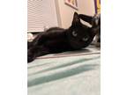 Adopt Shadow a All Black Bombay / Mixed (medium coat) cat in Ball, LA (37718262)