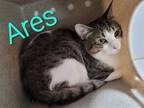 Adopt ARES a Brown Tabby Domestic Shorthair / Mixed (short coat) cat in Tulsa