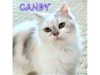 Adopt Candy a White (Mostly) Persian (long coat) cat in Mooresvillle