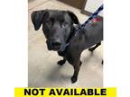 Adopt Stretch a Black Mixed Breed (Large) / Mixed dog in Eugene, OR (37718194)