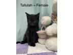 Adopt Tallulah a All Black Domestic Shorthair (short coat) cat in Fairmont