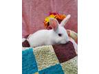Adopt Butternut a White American / Other/Unknown / Mixed rabbit in Wenatchee