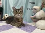 Adopt Yara a Tan or Fawn Tabby Domestic Shorthair (short coat) cat in Fairmont