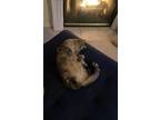 Adopt Gizmo a Brown Tabby Domestic Mediumhair / Mixed (medium coat) cat in