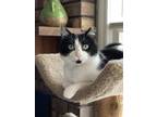 Adopt Moo Kitty a Black & White or Tuxedo Domestic Shorthair / Mixed (short
