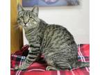 Adopt Stray 109 a Brown or Chocolate Domestic Shorthair / Domestic Shorthair /