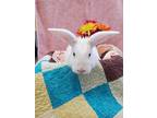 Adopt Honeysuckle a White American / Other/Unknown / Mixed rabbit in Wenatchee