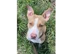 Adopt Jose a Tan/Yellow/Fawn American Pit Bull Terrier / Mixed dog in South