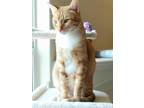 Adopt Pudding a Orange or Red Tabby Domestic Shorthair / Mixed cat in San Jose