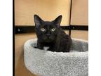 Adopt Layla a All Black Domestic Shorthair (short coat) cat in Barrington Hills