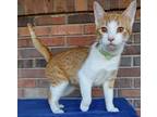Adopt Cinnamon a Orange or Red American Shorthair (short coat) cat in Lexington