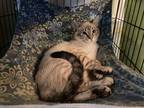 Adopt Beaumont a Cream or Ivory (Mostly) Siamese (short coat) cat in Metairie
