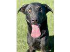 Adopt Lloyd a Black Labrador Retriever / Mixed dog in Red Bluff, CA (37717512)