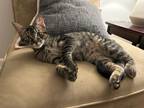 Adopt Lulu a Brown Tabby Domestic Shorthair / Mixed (short coat) cat in San