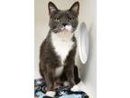 Adopt Miles a Gray or Blue Domestic Shorthair / Domestic Shorthair / Mixed cat