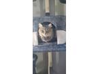 Adopt Loki a Brown Tabby Domestic Shorthair / Mixed (medium coat) cat in Xenia