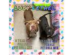 Adopt Lucy a Pit Bull Terrier / Mixed dog in Nicholasville, KY (37717474)