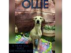 Adopt Ollie a Greyhound / Mixed dog in Nicholasville, KY (37717472)