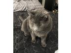 Adopt Nimbus a Gray or Blue American Shorthair / Mixed (short coat) cat in