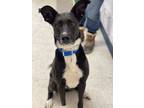 Adopt Bella a Labrador Retriever dog in Cortland, NY (37717378)