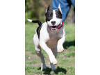 Adopt Queen FKA Dottie a Black Mixed Breed (Medium) / Mixed dog in Georgetown