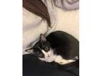 Adopt Smudge a Black & White or Tuxedo Domestic Shorthair / Mixed (short coat)