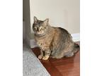 Adopt Gracie a Brown Tabby American Shorthair / Mixed (medium coat) cat in