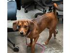 Adopt Maple a Brown/Chocolate Beagle / Feist / Mixed dog in Greenville