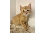 Adopt Largo a Orange or Red Tabby Domestic Shorthair (short coat) cat in