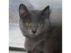 Adopt Bae Bae a Gray or Blue Domestic Shorthair / Mixed cat in Columbia Station