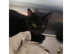 Adopt Bonnie a All Black Domestic Shorthair / Mixed cat in Columbia Station