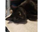 Adopt Bailey a All Black Domestic Shorthair / Mixed cat in Columbia Station