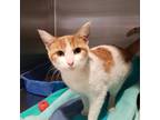 Adopt Marmalade a Orange or Red Domestic Shorthair / Mixed cat in Columbia