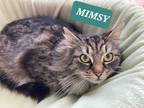 Adopt Mimsy a Brown Tabby Domestic Mediumhair (medium coat) cat in Irwin