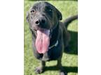 Adopt Harry a Black Labrador Retriever / Mixed dog in Red Bluff, CA (37717301)