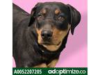 Adopt Sasha a Black Rottweiler / Mixed dog in Red Bluff, CA (37717300)