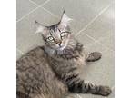 Adopt Tiger a Brown or Chocolate Maine Coon / Mixed cat in Mocksville
